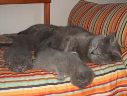 A grey mother cat with three kitten sleeping on a stripy bed