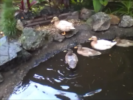 Three ducks in pond with one duck sitting on the edge