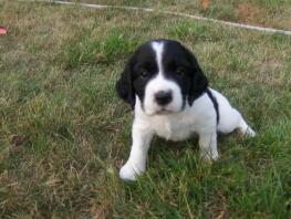 English springer spaniel puppy