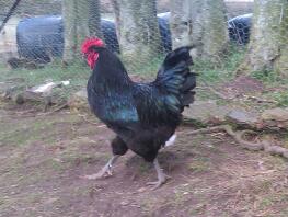 Chicken walking in its run