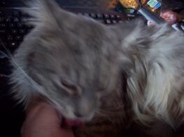 A grey maine coon cat licking its owners hand