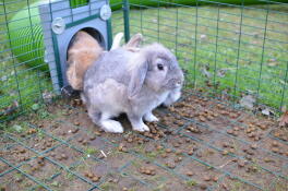 Rabbit run mesh floor outlet