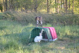 Goat and rabbit love Omlet