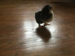 A small fluffy black and yellow chick stood on a table