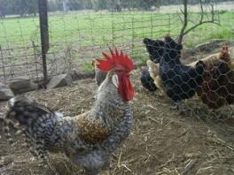 Cockerel and chickens split up