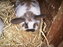 Cute rabbit in hutch