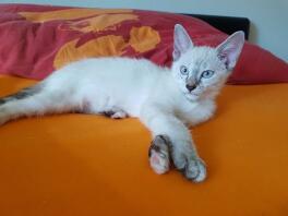 Bounty is descended from two 1/2 siamese, but looks much more like a siamese than a domestic cat!