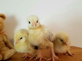 2 pullets, 2 1/2 weeks old