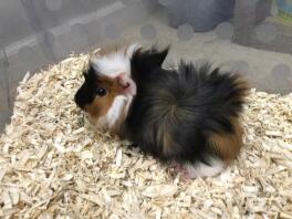 An abyssinian guinea pig named luna sat on sawdust