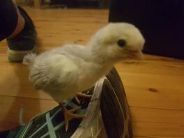 One week old araucana