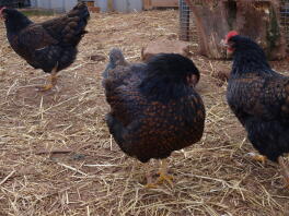 Hannah, Sarah and Blossom the Barnevelders