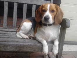 Beagle dog sat on a bench