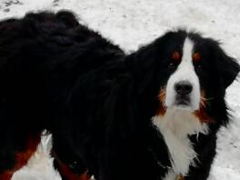 Our girl is quite happy in the snow 