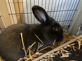 Black rabbit in cage