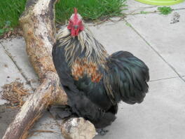 Four month old Ziggy Starduct Silver Pekin Booted Bantam