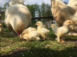 Two large chickens and lots of small yellow chicks stood in a garden