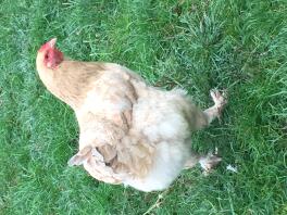 Chicken in garden