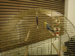 Lutino and Cobalt coloured budgie pair