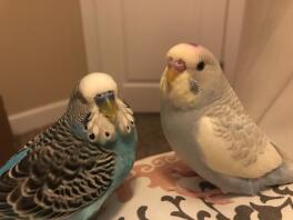 Two budgies