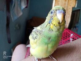 My budgie is started to pluck his feathers
