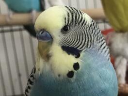 This is Sky the Budgie!