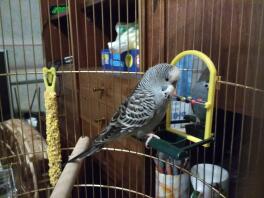 My budgie