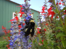 Bumblebee on salvia