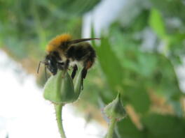 bumblebee