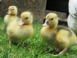 magpie call ducklings