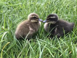 Day Old Khaki Campbell ducking 