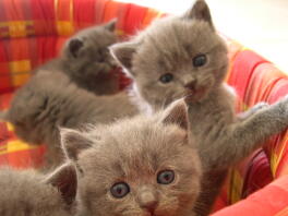 Lots of grey kittens sat in a cat bed