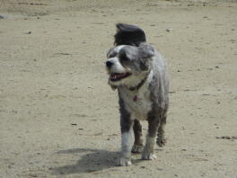 Happy Bo loves the beach