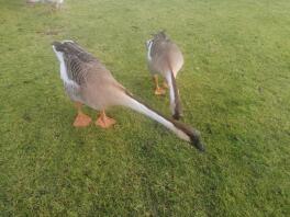Cheeky Chinese geese