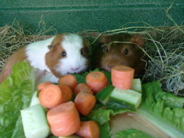 Guinea pigs with their dinner