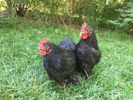 Bantam black  cochins cockerels