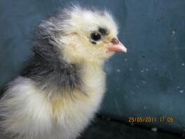 chick