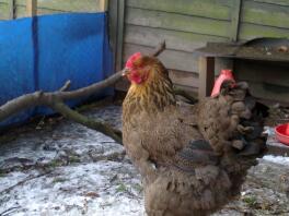 Nessa our partridge cochin