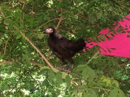 A chicken standing on a tree branch