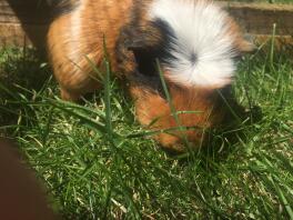 Tri colour crested pig