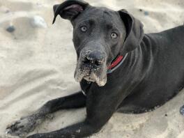 Dog on the beach