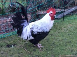 26 week old cockerel