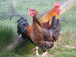 Lovely red Dorking hen 