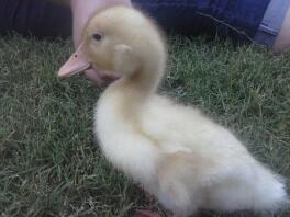 Daffy my friendly duck