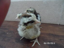 chick