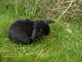 Baby Black Dwarf Lop!