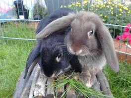 black otter and chocolate otter dwarf lops