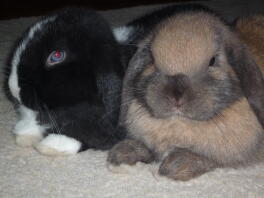 My bunnies ollie and roxy
