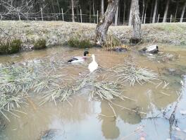 Running ducks in pond