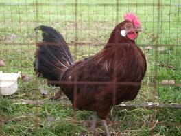 Friesian Chicken - Google Search