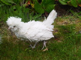 Frizzle Poland